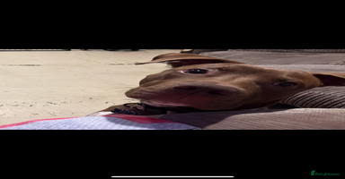 Mixed Breed dogs Staffy American bulldog mix puppy - Advert 4