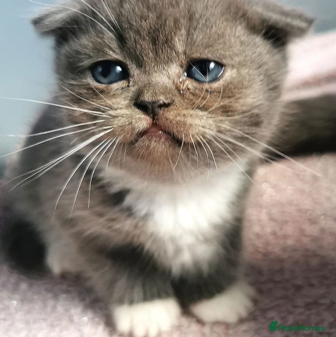 Scottish Fold cats for sale: ❤️Luxuary Scottish Fold kittens❤️ - Advert 23