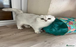 Scottish Fold cats for sale: Beautiful Scottish Fold Male Kittens  - Advert 1
