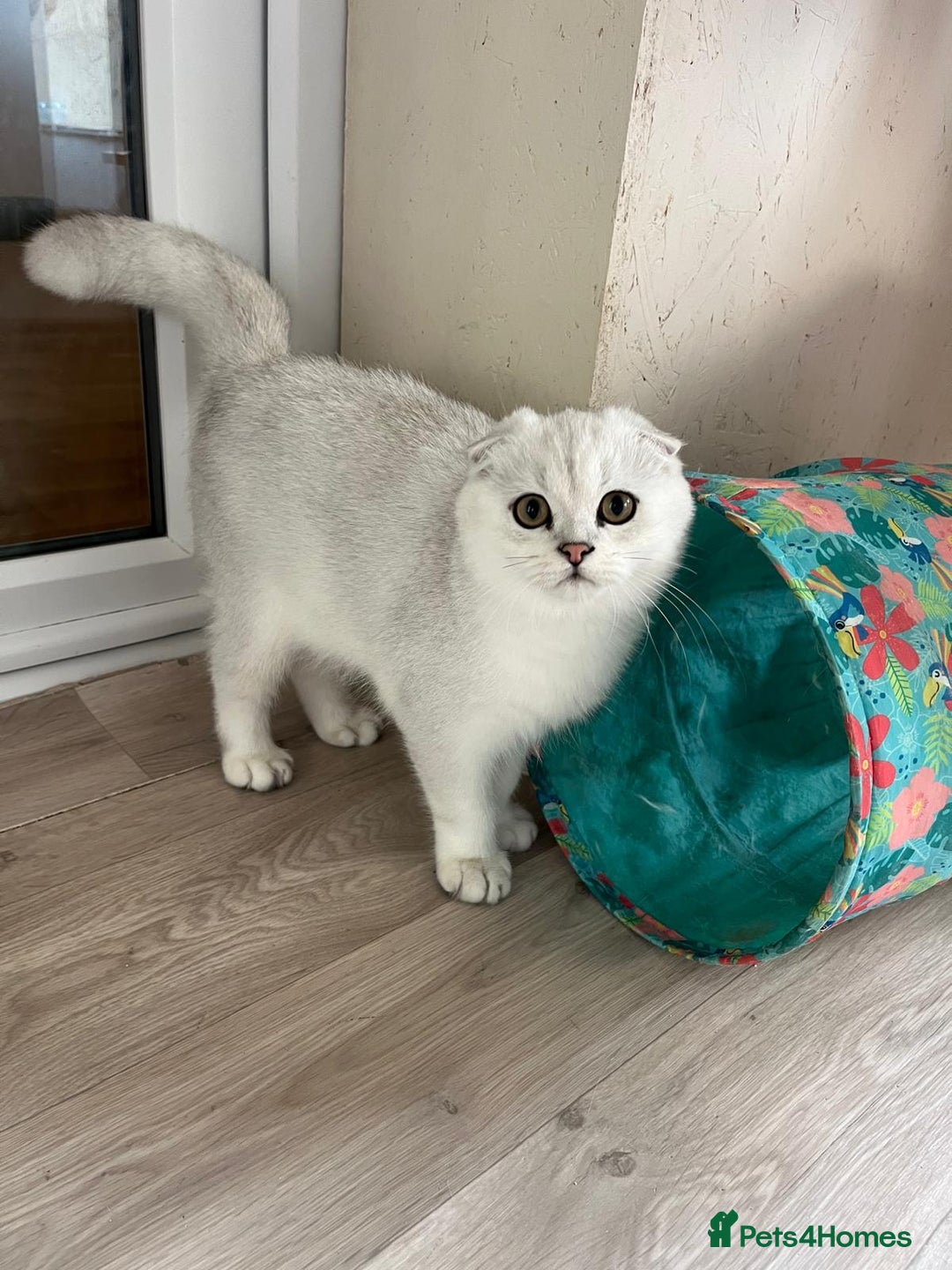 Scottish Fold cats for sale: Beautiful Scottish Fold Male Kittens  - Advert 1