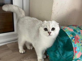 Scottish Fold cats for sale: Beautiful Scottish Fold Male Kittens - Advert 1