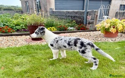 Welsh Collie dogs for sale: Stunning Collie Pups - Image 8