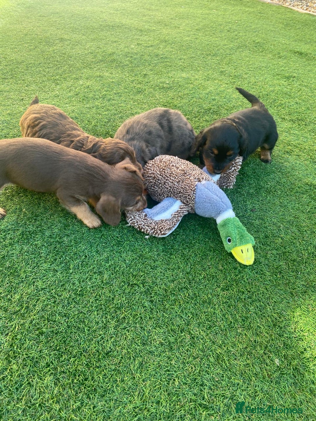 Mixed Breed dogs for sale: Daxipoo puppies - Image 16