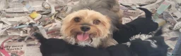 Yorkiepoo dogs for sale:  YORKIEPOOS PUPPIES  FROM LICENSED BREEDER.  - Advert 17