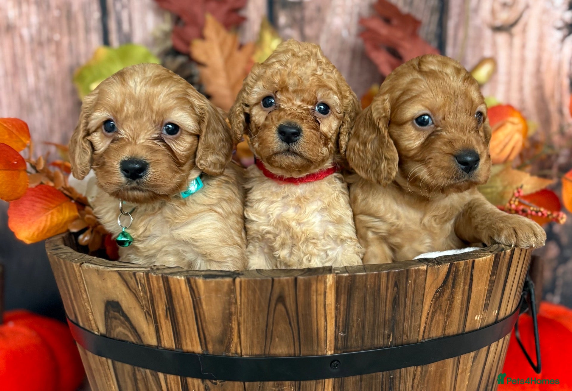 Cockapoo dogs Gorgeous F1B Miniature Cockapoos  Puppies - Advert 1