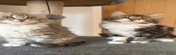 Mixed Breed cats for sale: 4 beautiful kittens  in Halesowen - Advert 4