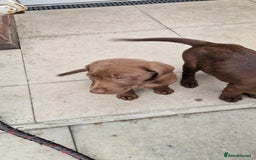 Labrador Retriever dogs for sale: Champain/chocolate puppys - Image 28