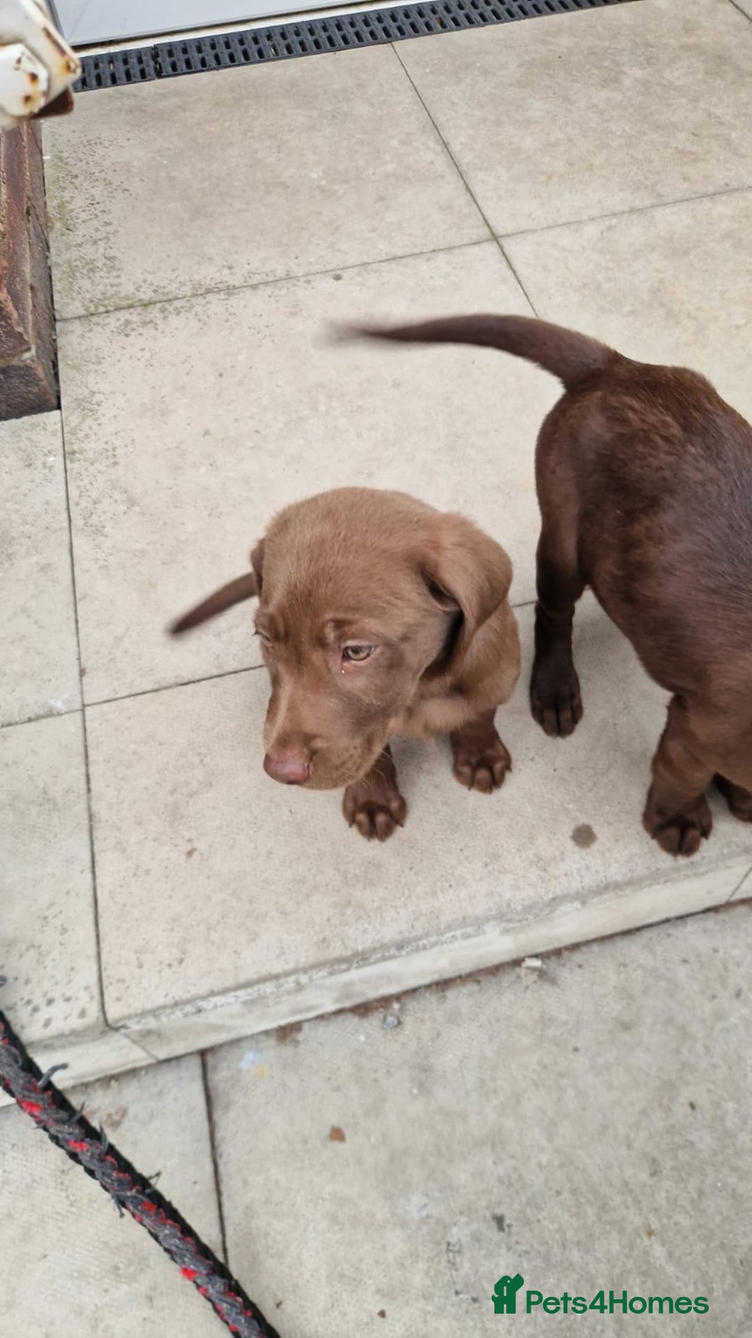 Labrador Retriever dogs for sale: Champain/chocolate puppys - Image 28