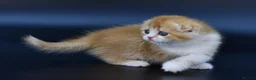 Scottish Fold cats for sale: LICENSED CATTERY PURE BREED TOP QUALITY KITTENS - Advert 13