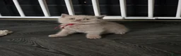 British Shorthair cats for sale: 9 Beautiful British Shorthairs - Advert 17