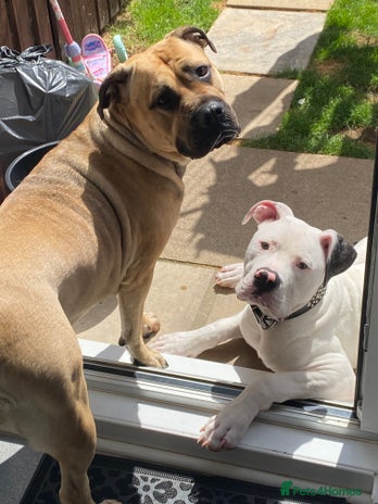 Mixed Breed dogs - Advert 1