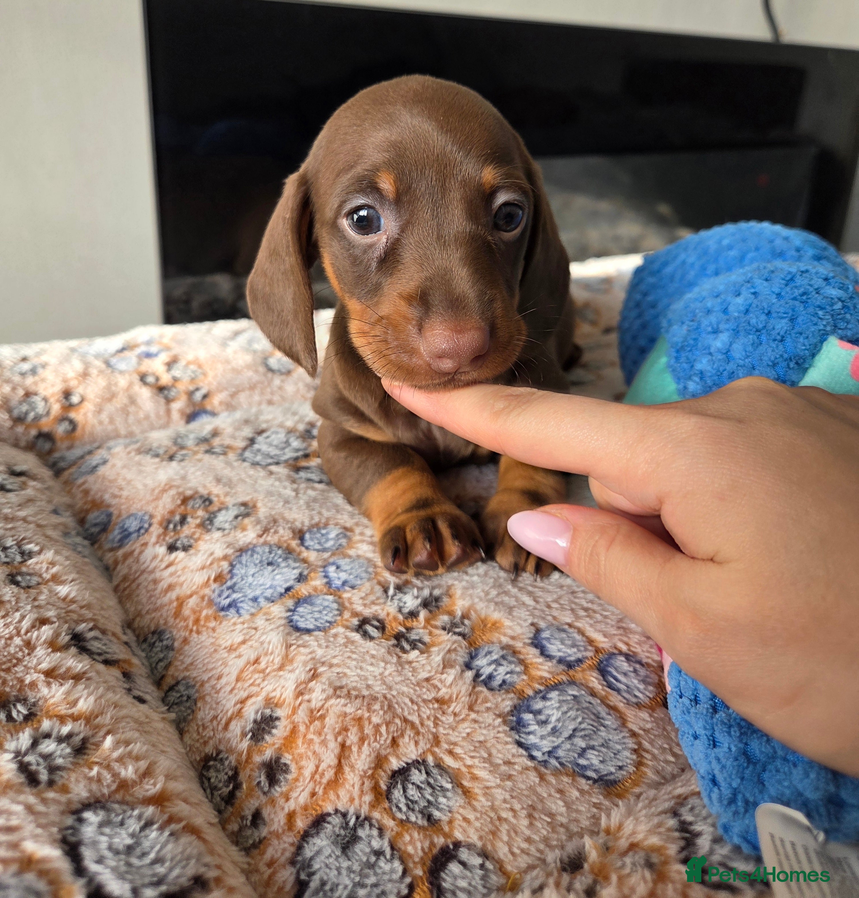 Miniature Dachshund dogs Kc Miniature Dachshunds ❤️ - Advert 2