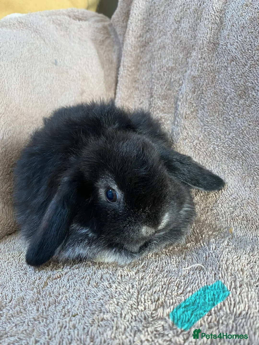 Mini Lop rabbits for sale: Mini lop litter. Includes chocolate. - Advert 5