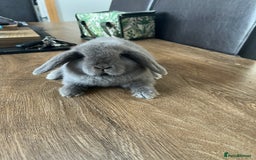 Dwarf Lop rabbits for sale: Dwarf lops READY NOW - Image 7