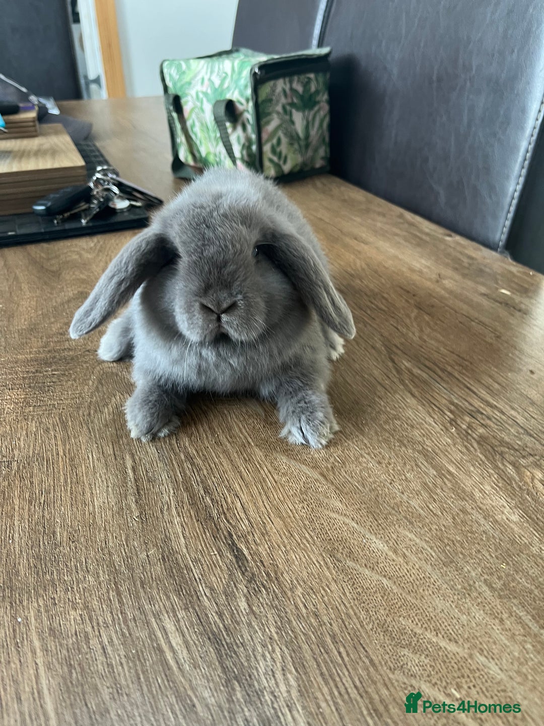 Dwarf Lop rabbits for sale: Dwarf lops READY NOW - Image 7