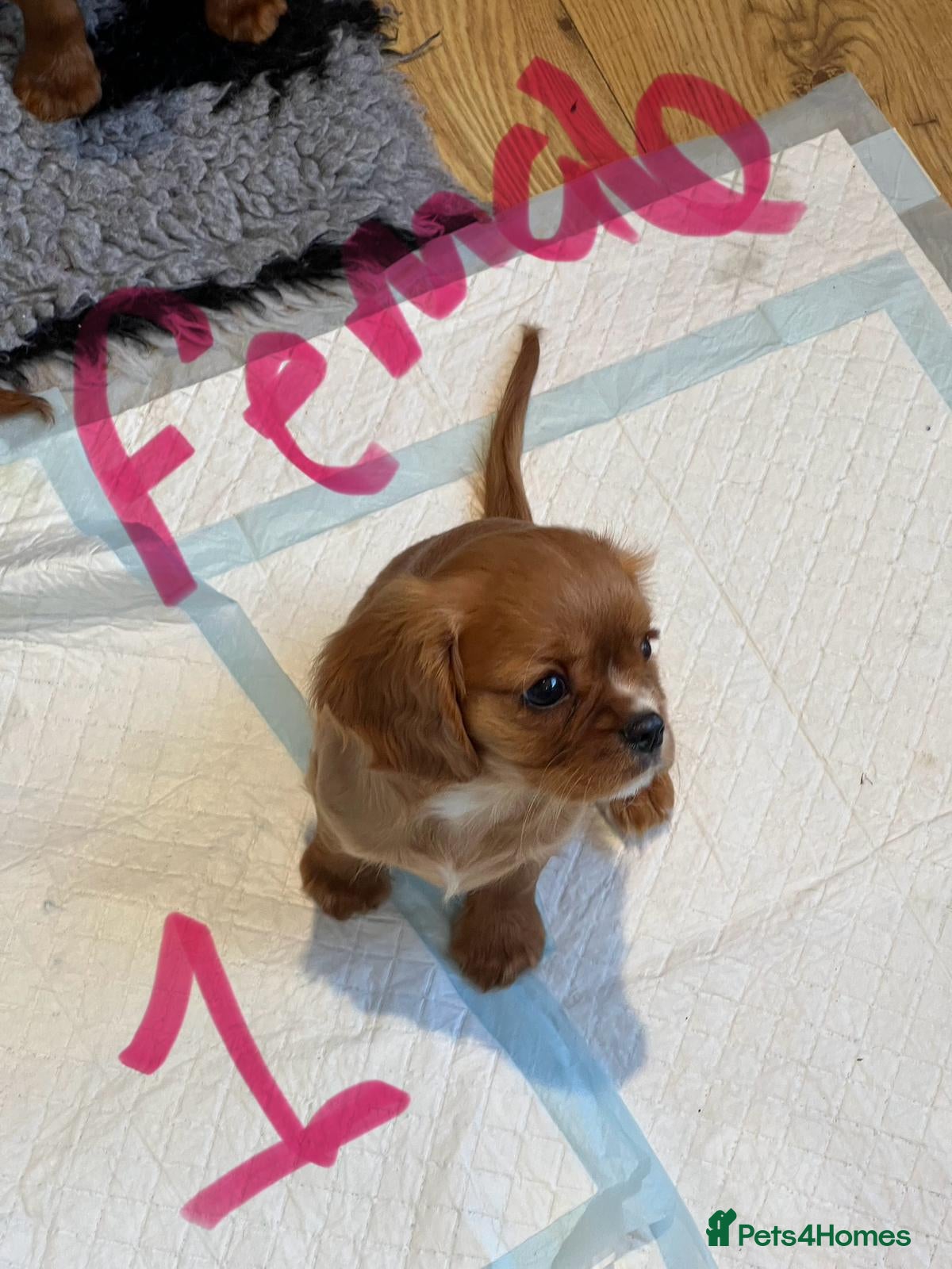 Cavalier King Charles Spaniel dogs Fully vaccinated KC HEALTH TESTED CAVALIER PUPPIES - Advert 2