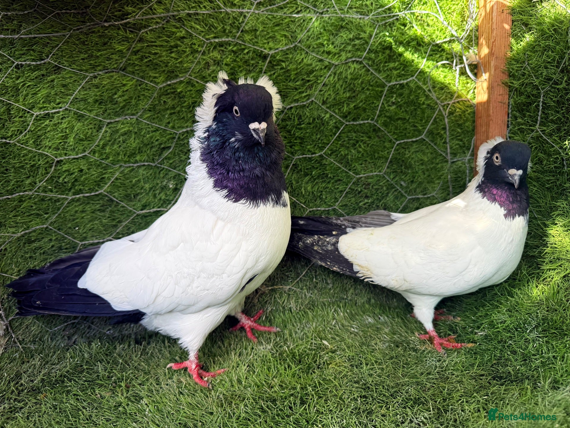 Pigeons birds Beautiful, Vaccinated & Friendly Pigeons - Advert 1
