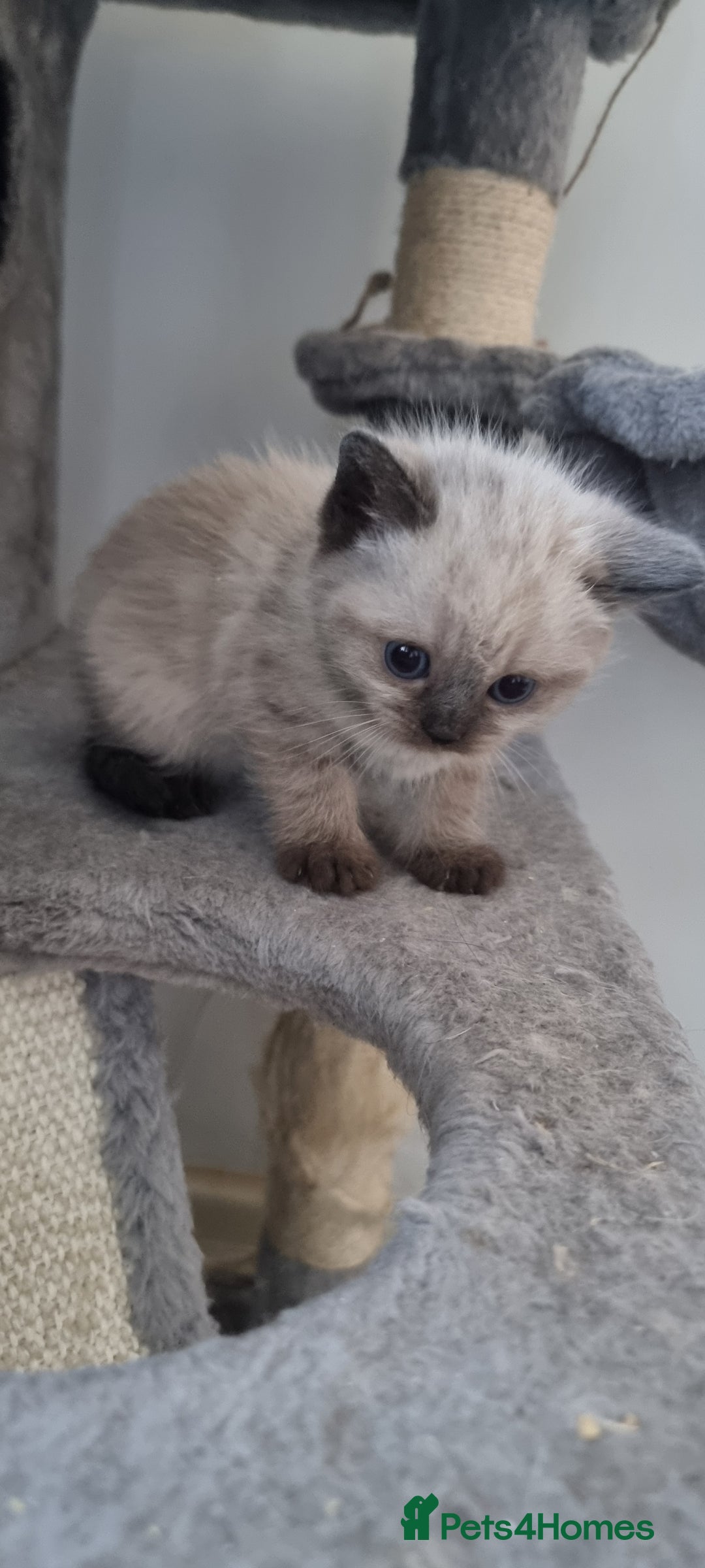 Persian cats for sale: Five loveable Persian kittens  - Image 16