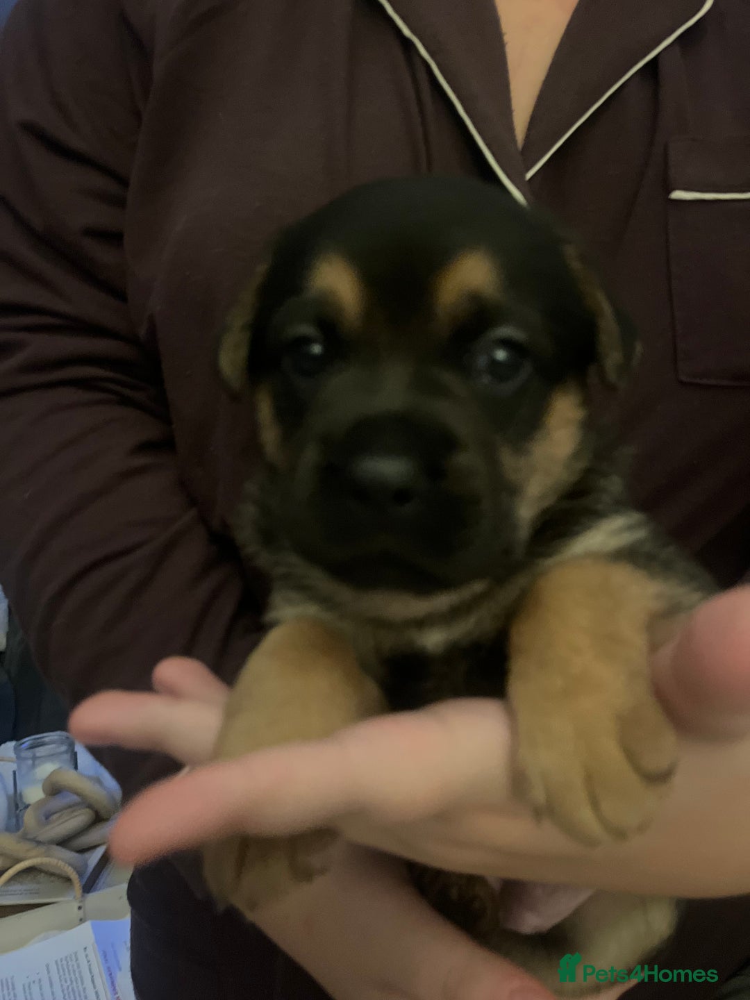 German Shepherd dogs for sale: 2 german shepherd puppies  - Advert 6