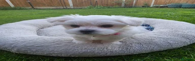 Maltese 4
