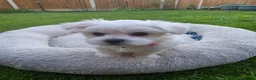 Maltese dogs for sale: Adorable Maltese Puppies Looking for Forever Homes - Advert 10