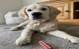 Golden Retriever dogs for sale: Championship line KC Golden Retriever puppies - Image 18