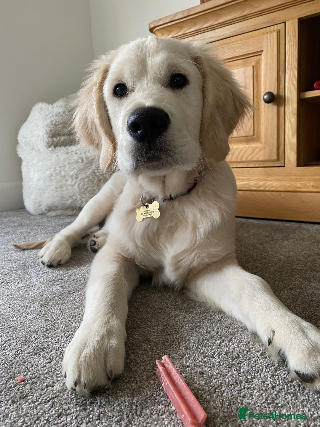 Golden Retriever dogs for sale: Championship line KC Golden Retriever puppies - Image 18
