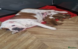 English Bulldog dogs for sale: 2 kc registered males  - Image 5
