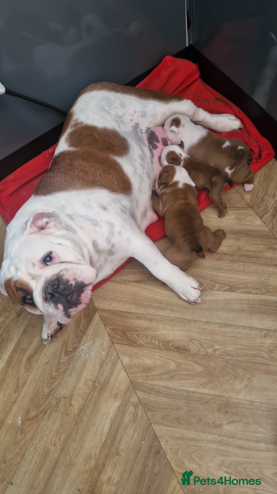 English Bulldog dogs for sale: 2 kc registered males  - Image 5