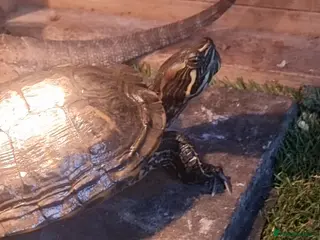 Terrapin reptiles Turtle - Advert 1