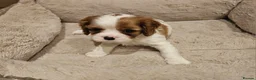 Cavalier King Charles Spaniel dogs for sale: * KC reg Cavalier King Charles Spaniel * - Advert 6