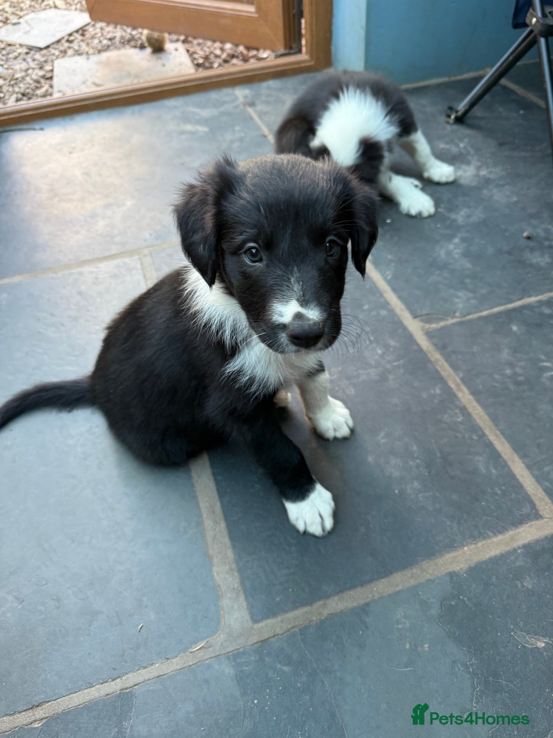 Mixed Breed dogs for sale: Border colllie/bearded collie pups  - Image 9