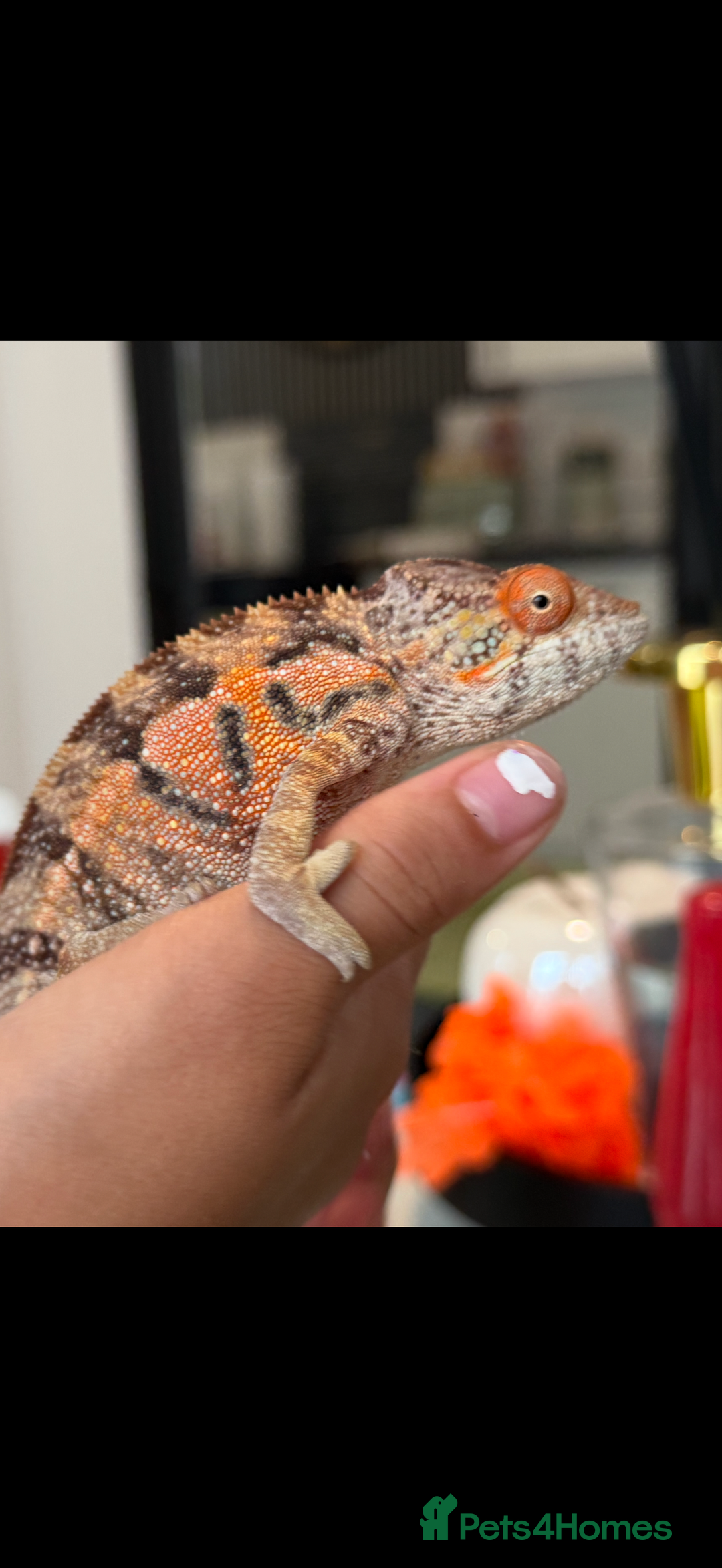 Chameleon reptiles for sale: Pink panther chameleon  - Image 5