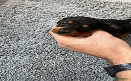 Miniature Dachshund dogs for sale: MINIATURE DACHSHUND PUPPIES FOR SALE - Image 6