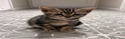 Mixed Breed cats for sale: Adorable kittens for sale  - Advert 24