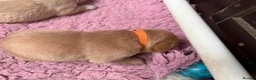 Labrador Retriever dogs for sale: K.C.Reg Superb Labrador Puppies - Advert 18