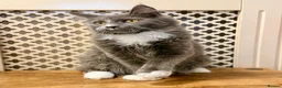 Maine Coon cats for sale: 💙 BLUE MAINE COON BOY *PARENTS HEALTH TESTED* 💙 - Advert 3