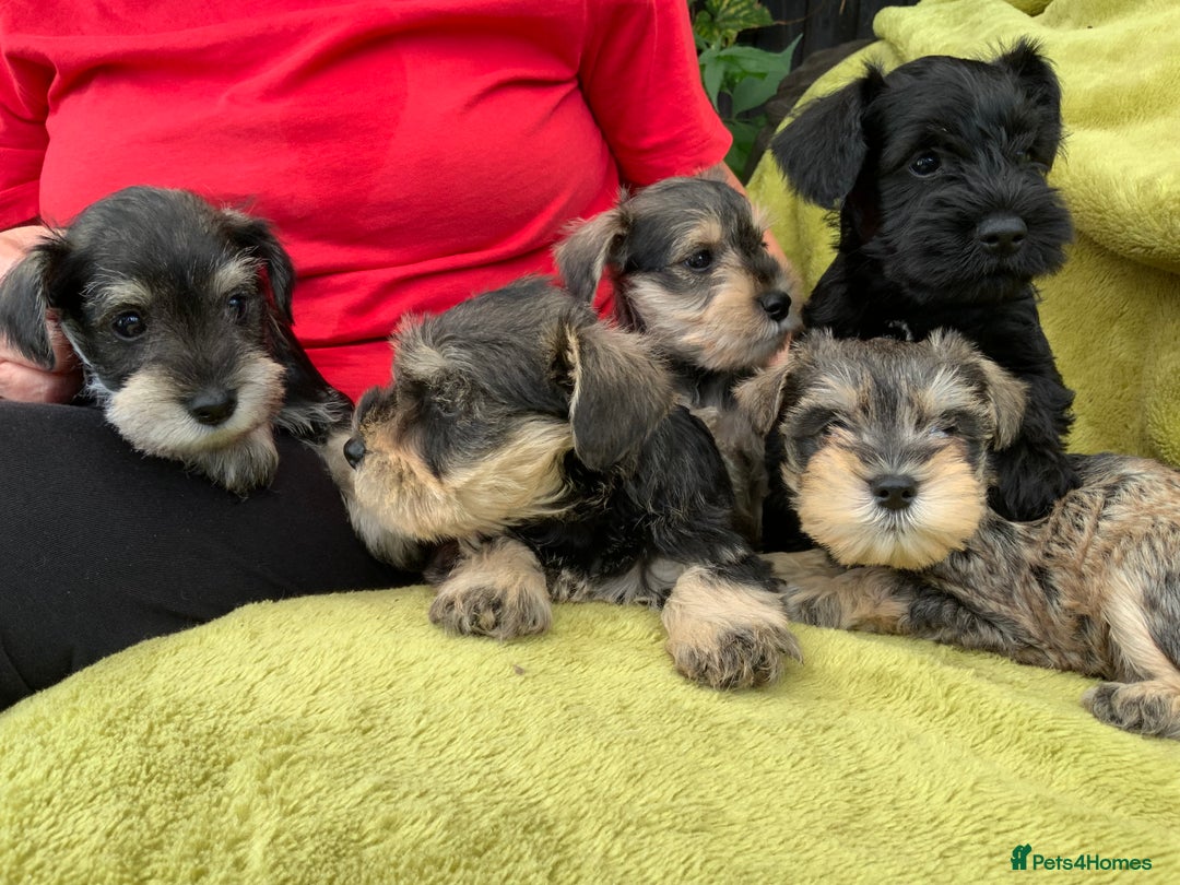 Miniature Schnauzer dogs for sale: Happy healthy miniature Schauzer puppies - Image 20
