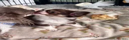 Chihuahua dogs for sale: Pretty tiny girl  - Advert 5