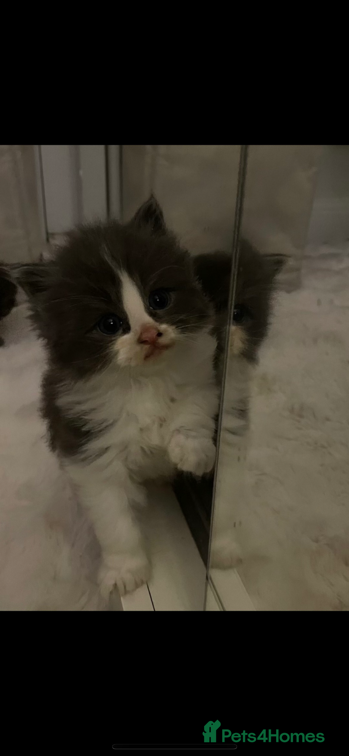 Maine Coon cats 💓Beautiful Mainecoon/Ragdoll Mix Kittens💓 - Advert 1