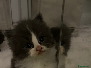 Maine Coon cats 💓Beautiful Mainecoon/Ragdoll Mix Kittens💓 - Advert 2