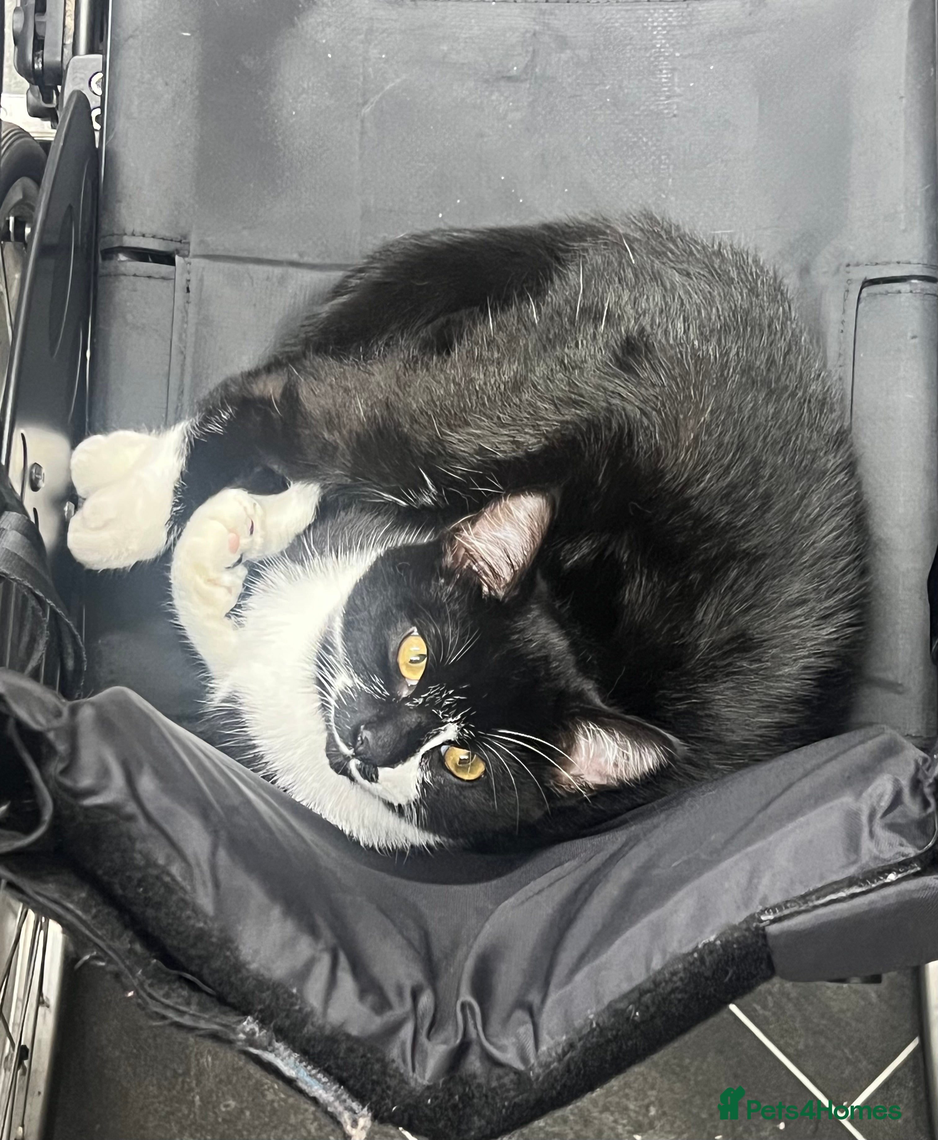 British Shorthair cats Adorable female kitten for rehoming  - Advert 1