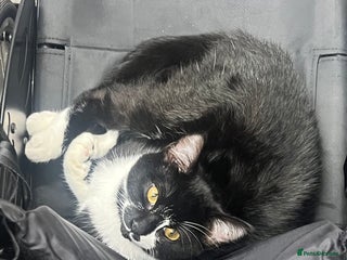 British Shorthair cats Adorable female kitten for rehoming - Advert 1