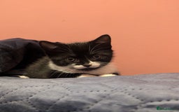 Mixed Breed cats for sale: Two Adorable Kittens – Ready for New Homes - Image 9