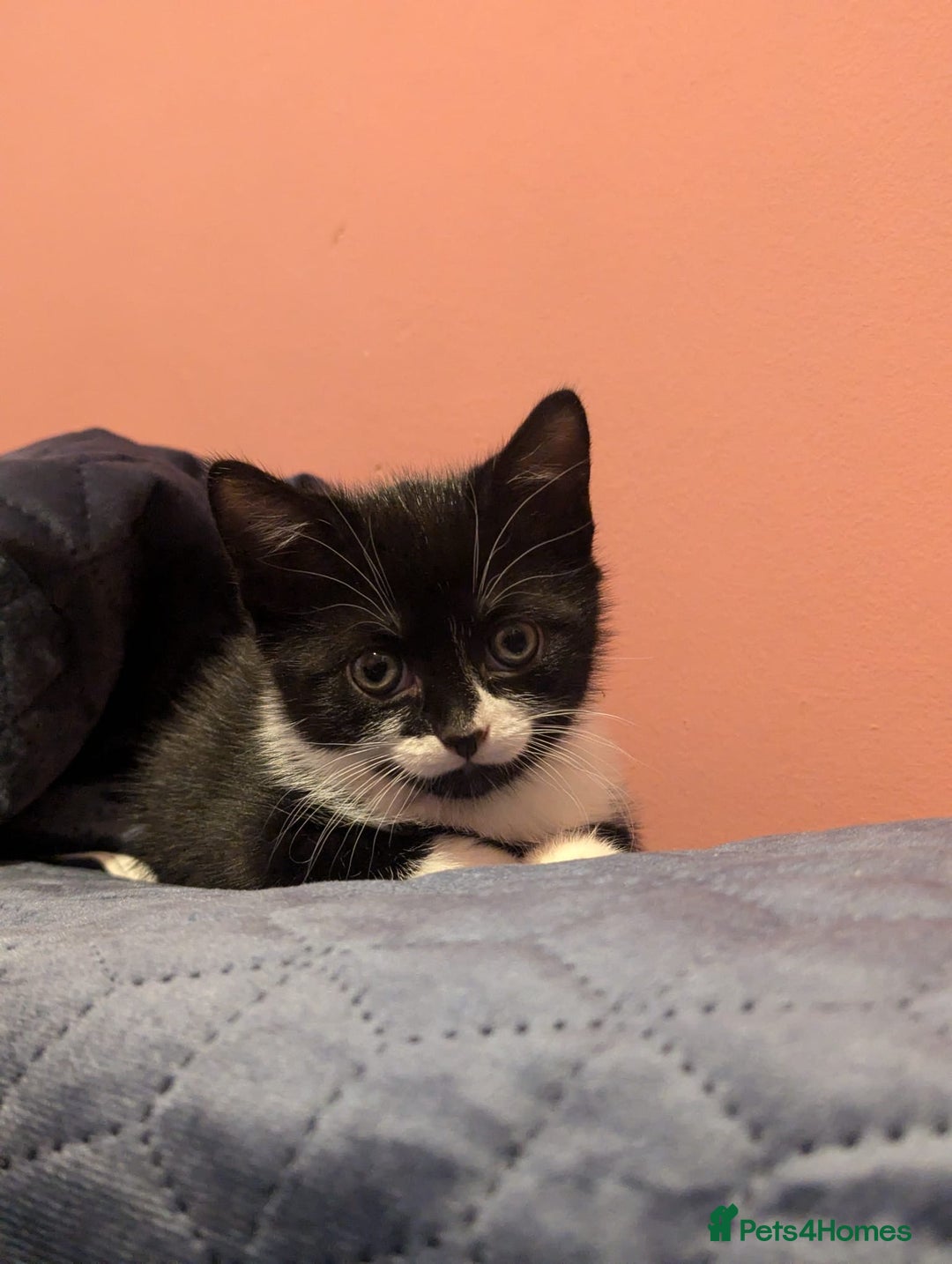 Mixed Breed cats for sale: Two Adorable Kittens – Ready for New Homes - Image 9