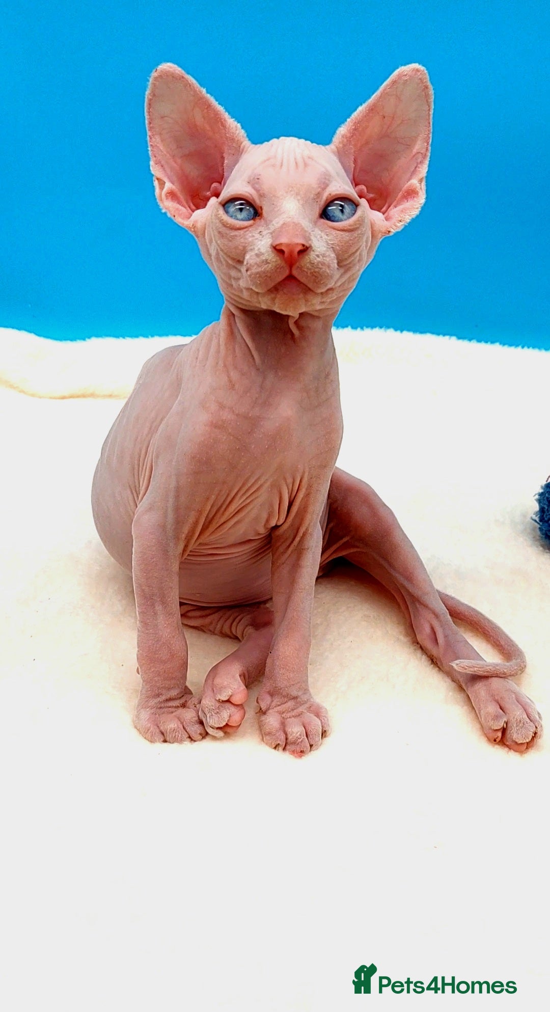 Sphynx cats for sale: Sphynx Kittens – Males & Female – International ✅ - Advert 18