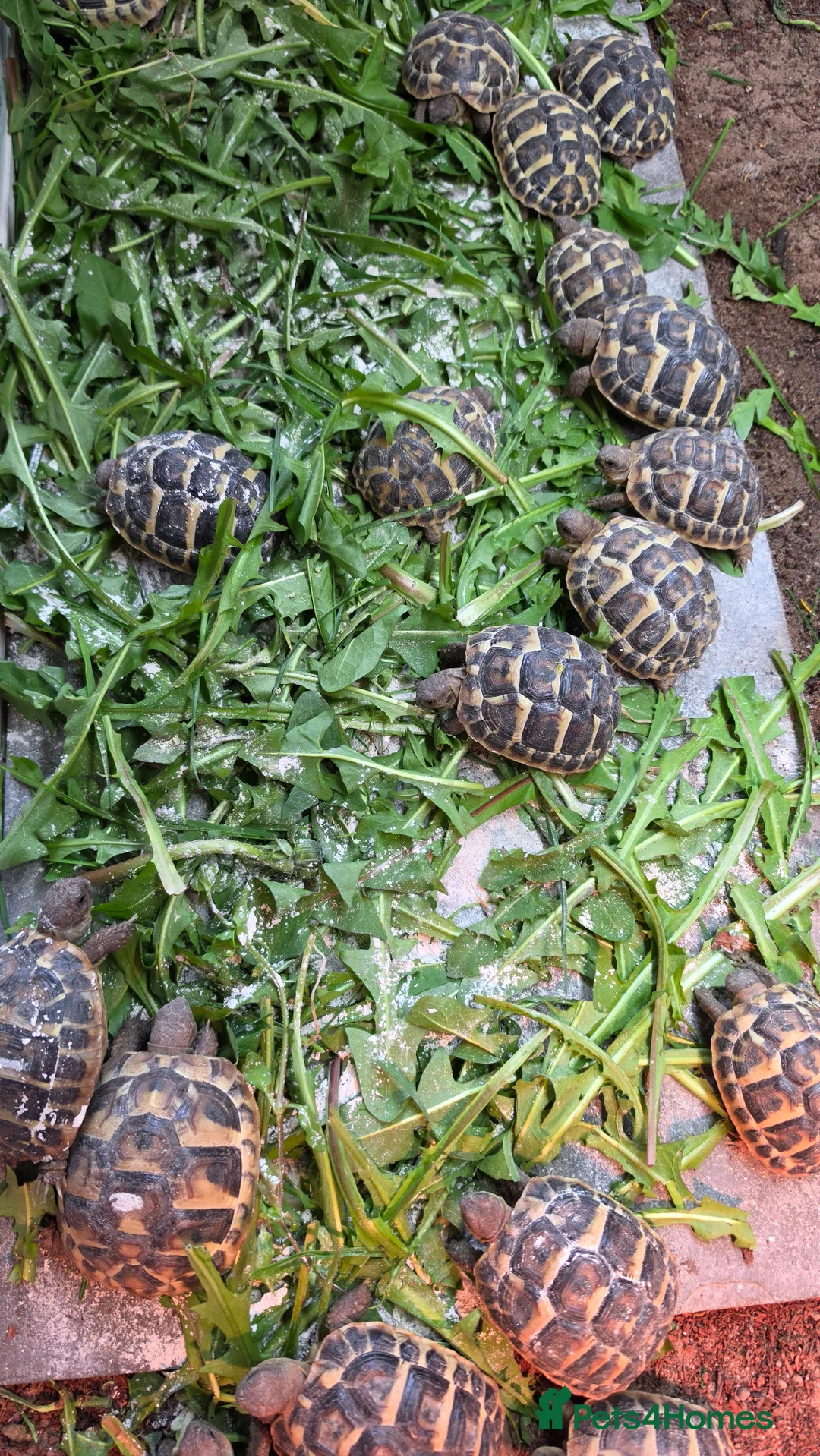 Tortoise reptiles for sale: Western herman Tortoise (Hermanni Hermanni) - Advert 2