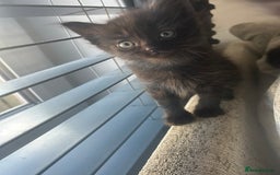 Ragdoll cats for sale: Ragdoll kittens  - Image 8