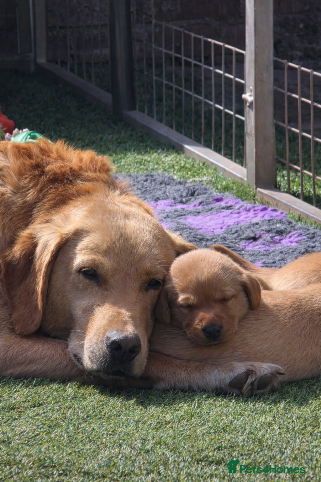 Labrador Retriever dogs FTCH sired, veterinary nurse owned  - Advert 3