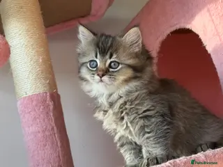 British Longhair cats Looking for a new home !!!! Ready to collect - Advert 16
